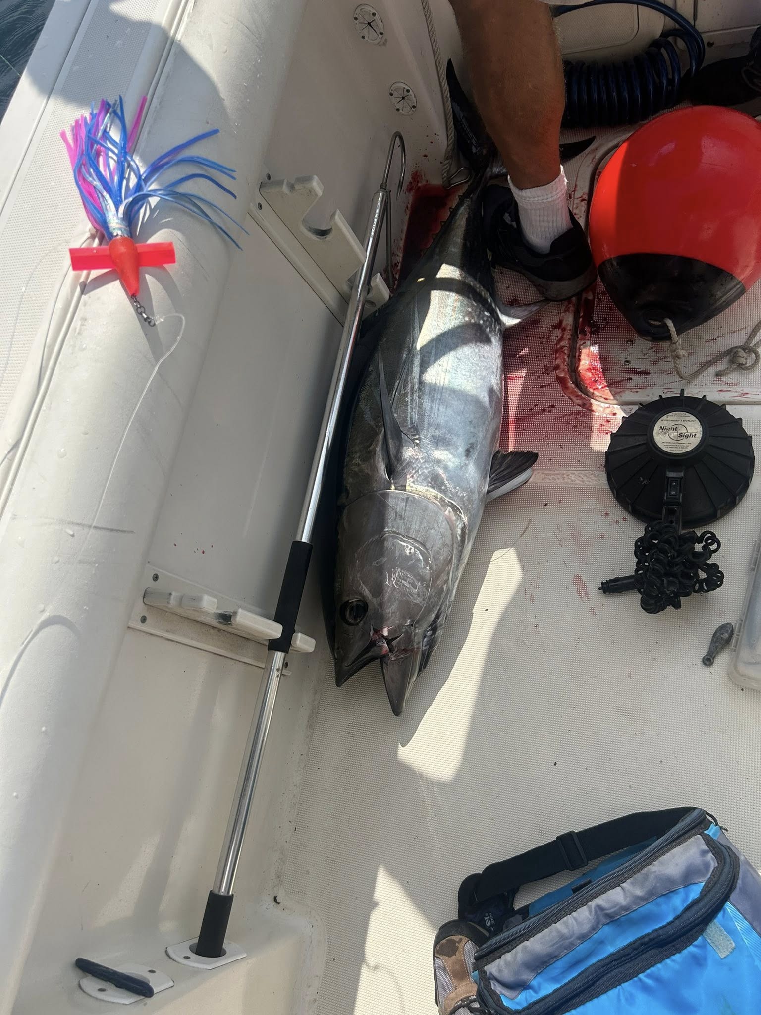 Fishing in Barnegat: Atlantic Bonito