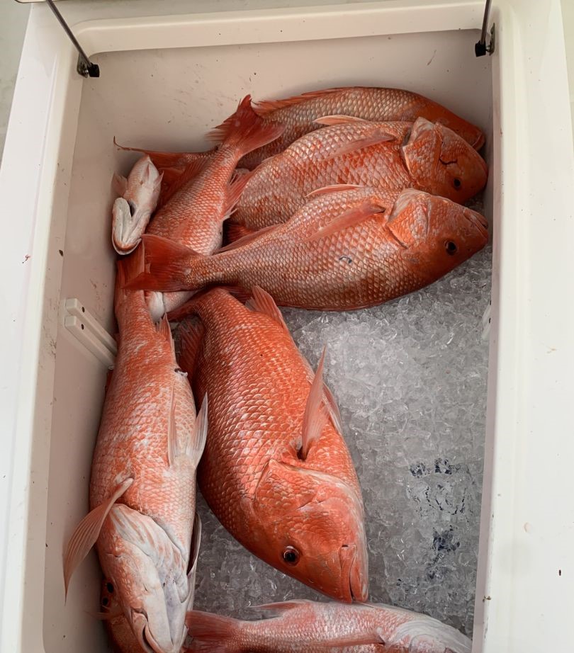 6 fish caught while fishing in FL