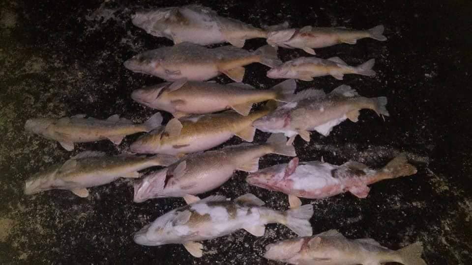 Seven fish caught in Lisbon during fishing and hunting activities