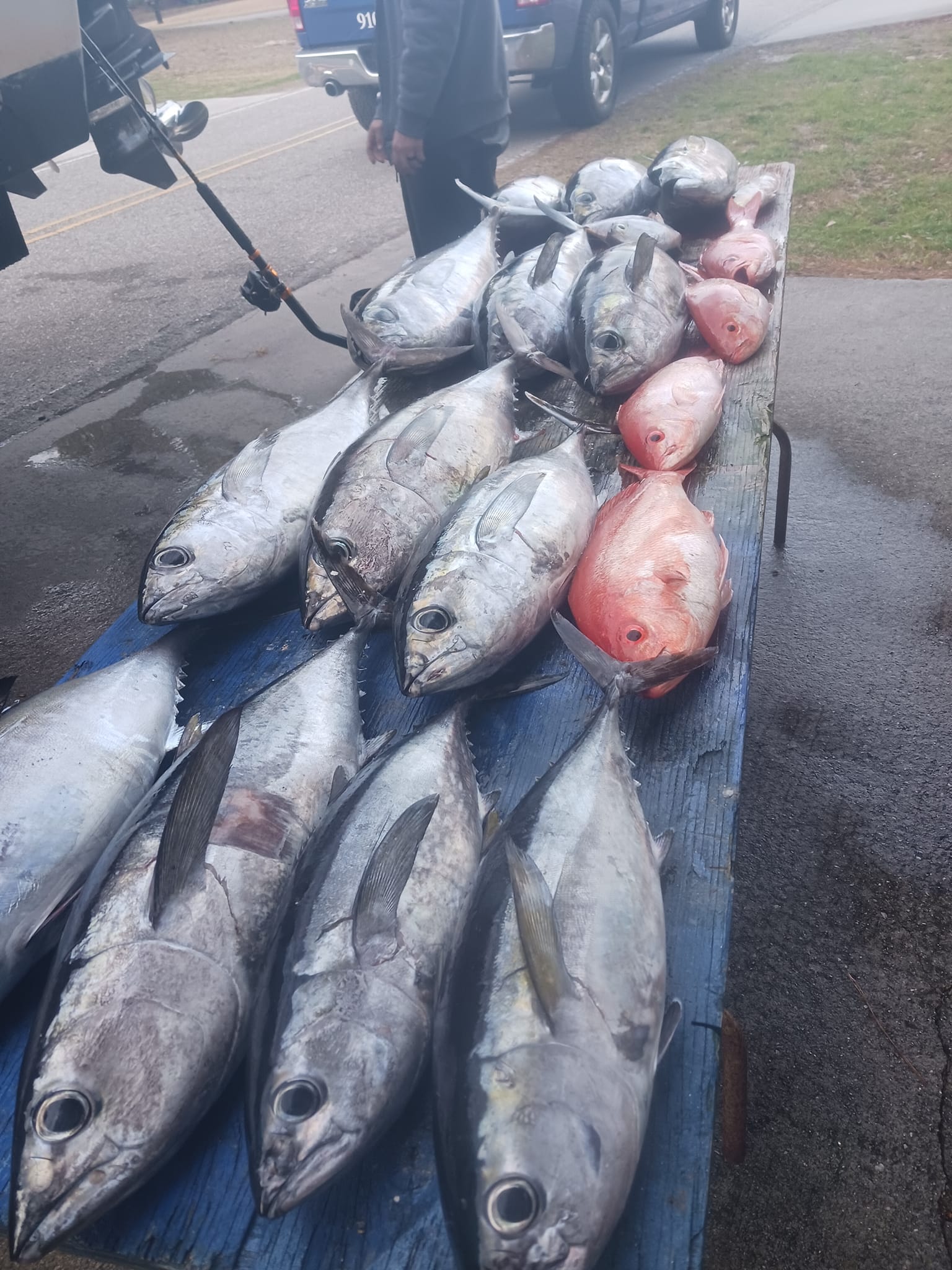 Five King Mackerel and African Pompano fishing at Oak Island