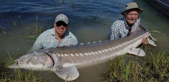 Photograph of a large white sturgeon, caught by two people fishing in BC.