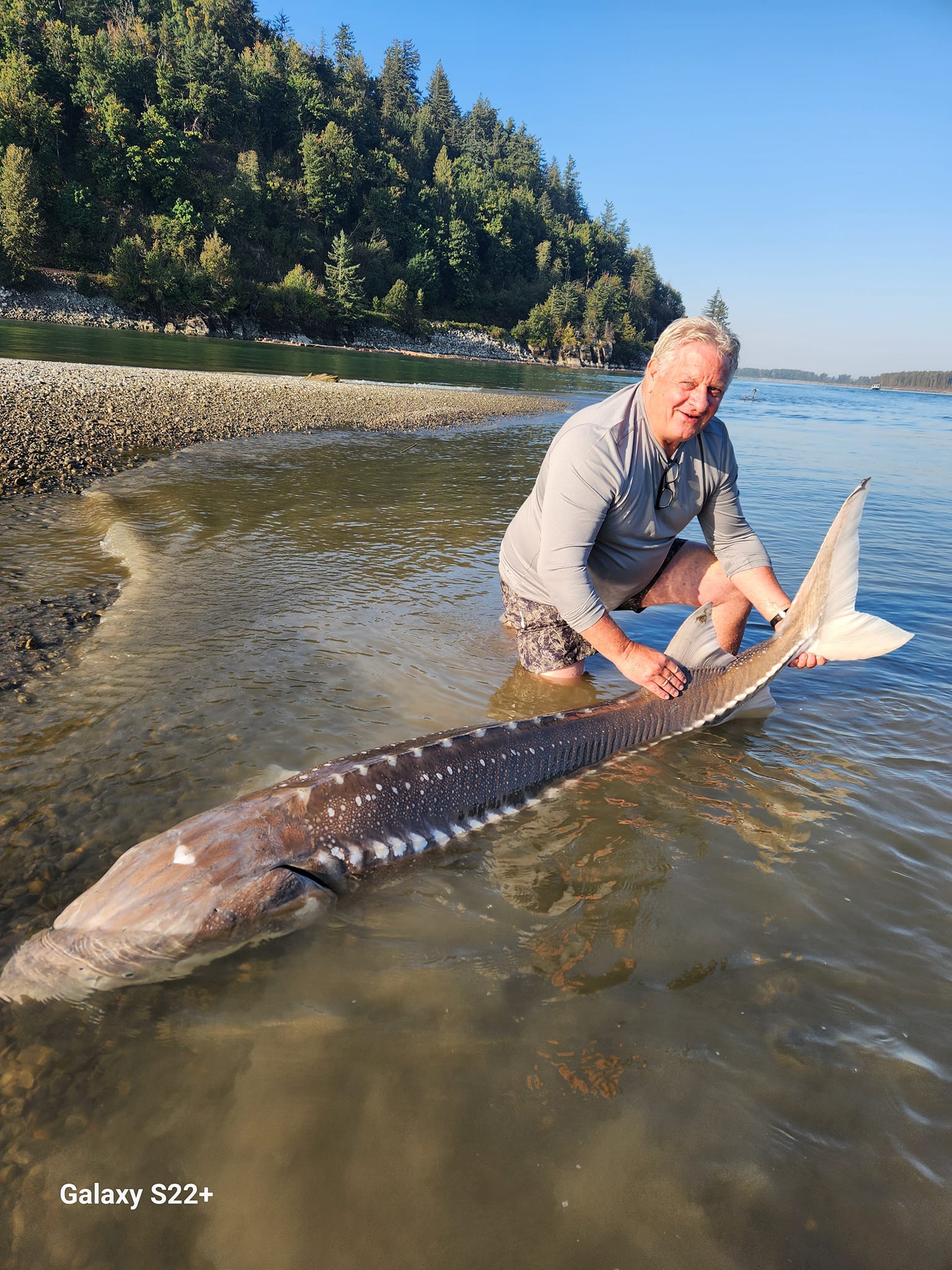 A massive white sturgeon fish caught in BC.