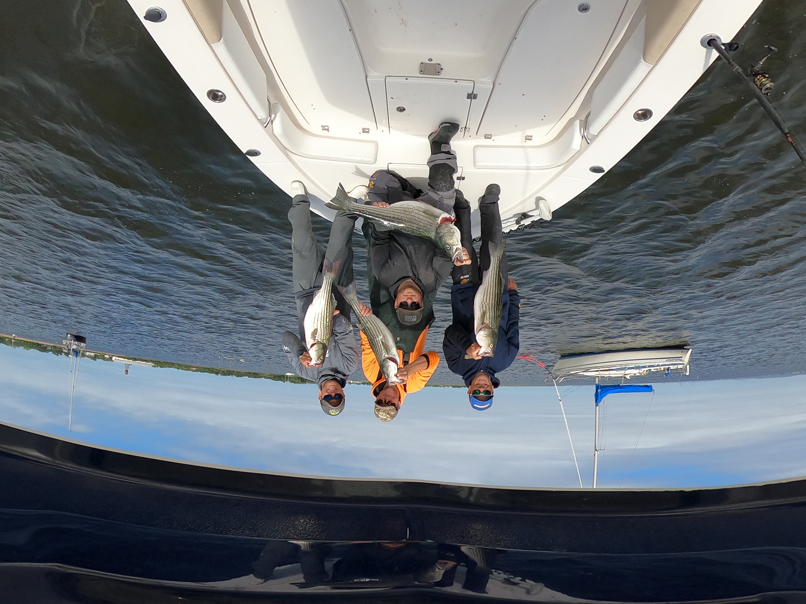 Three striped bass caught fishing in Parlin