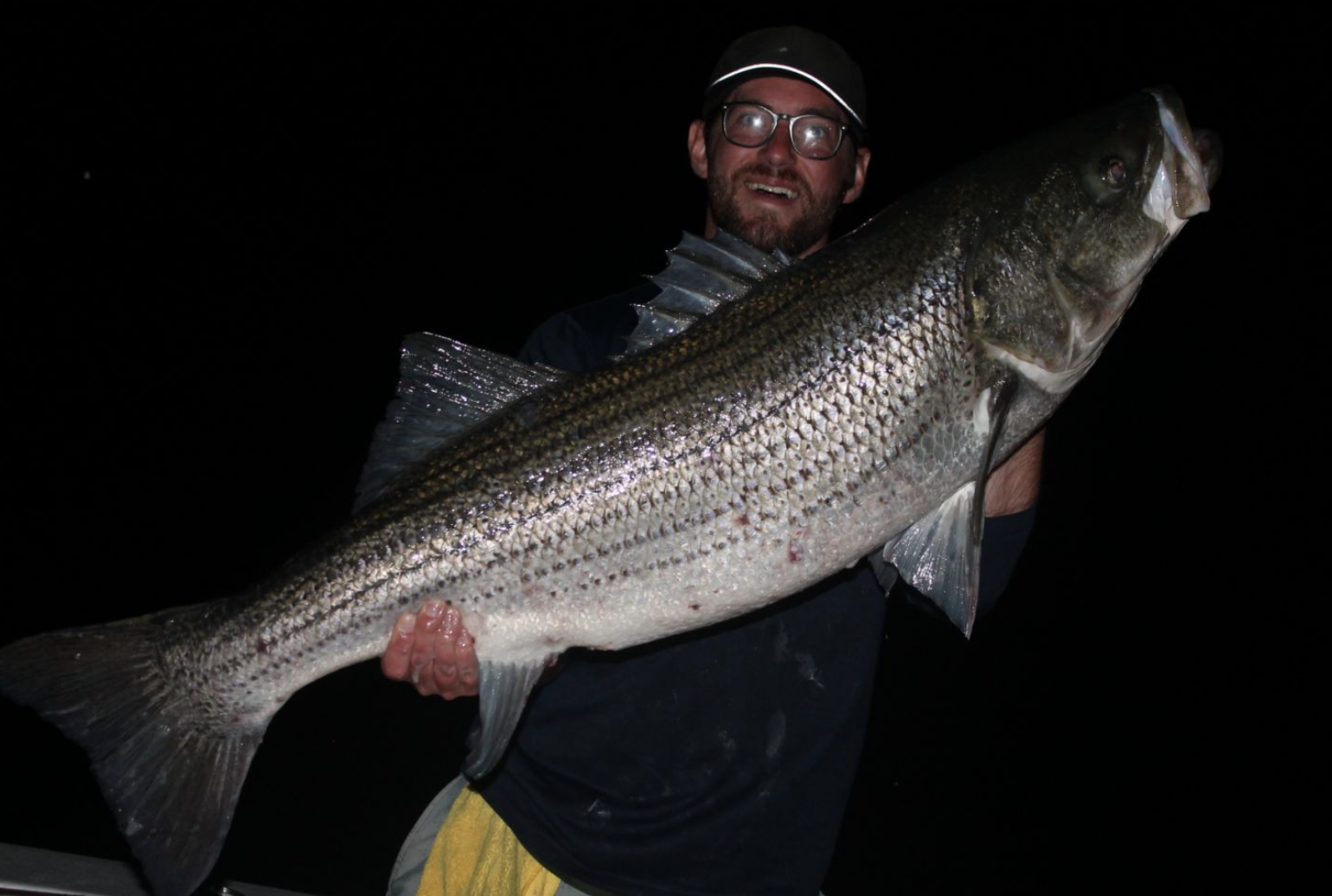 A white bass fish caught in Montauk