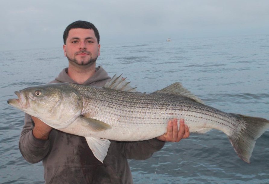 Striped bass caught in Montauk