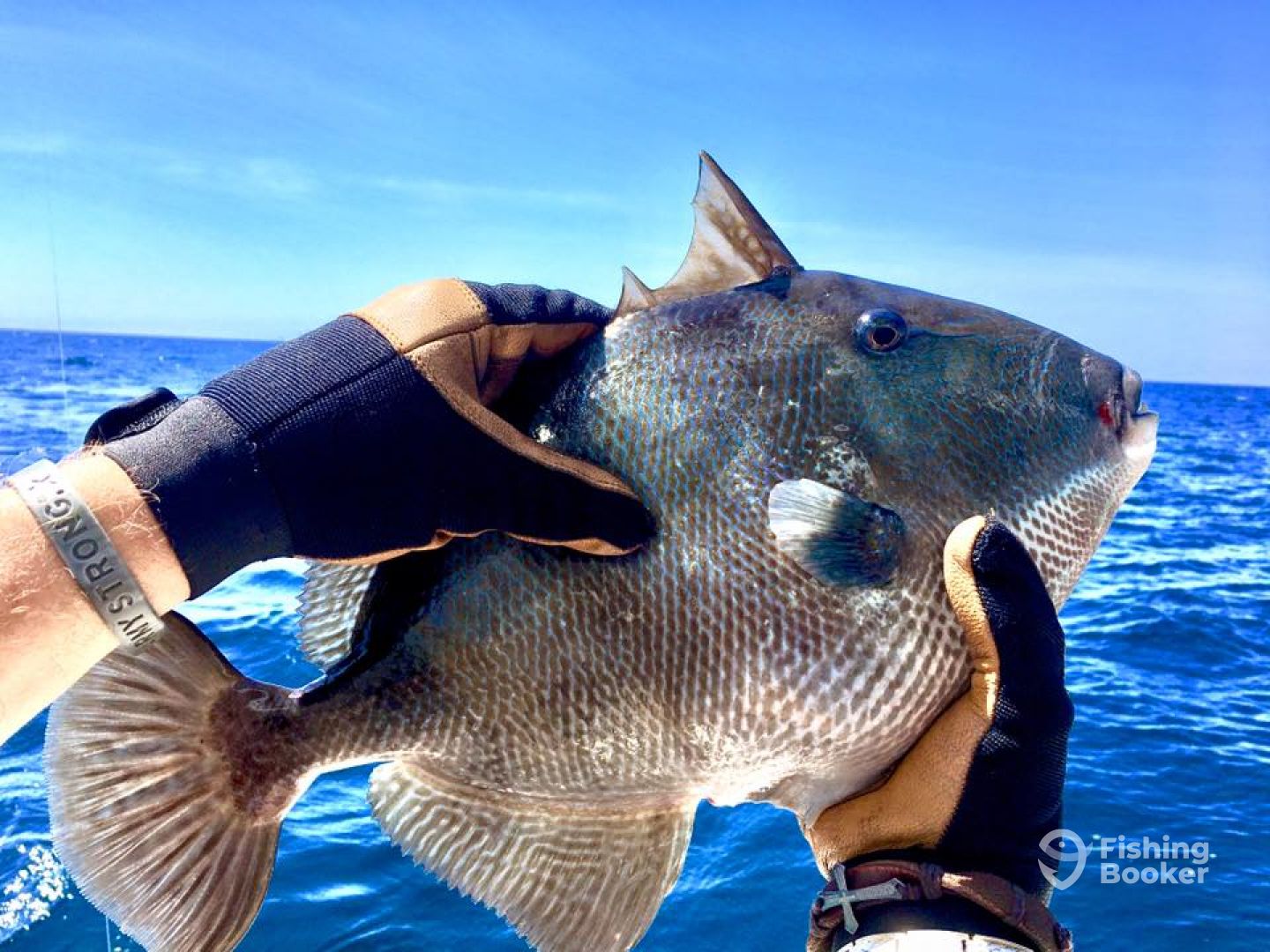 Grey triggerfish caught in FL