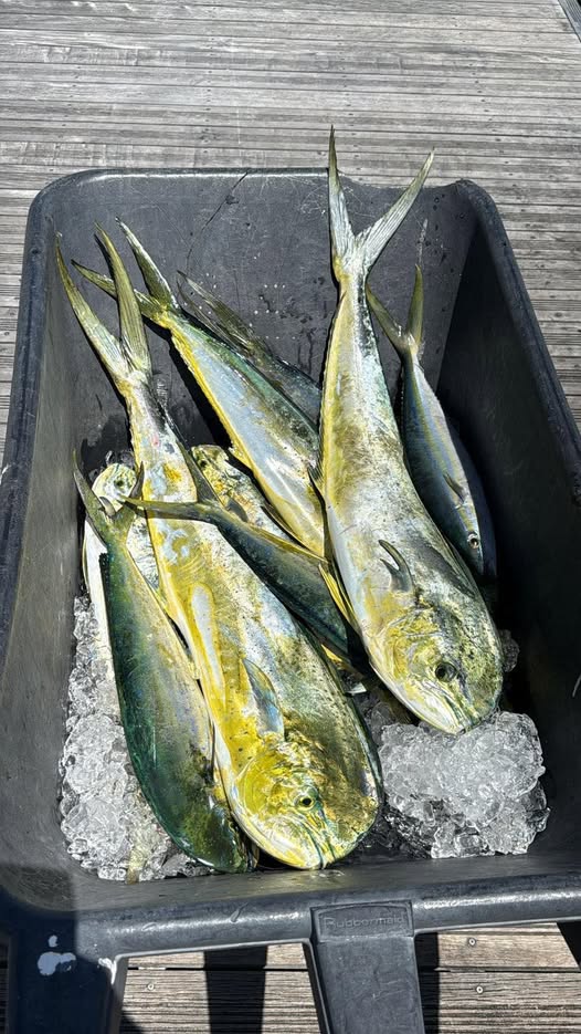 Fresh caught Mahi Mahi and Rainbow Runner fish on ice in cooler from Riviera Beach FL fishing trip