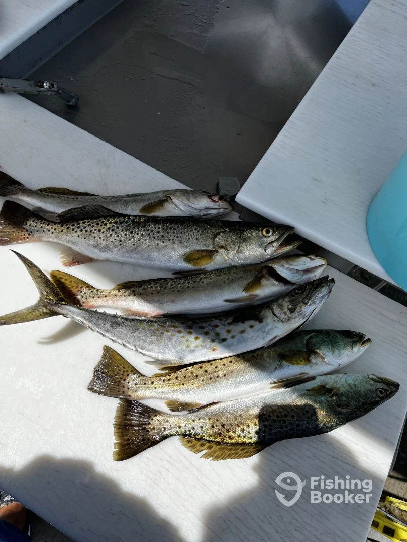 Three spotted weakfish and spanish mackerel caught while fishing in Cape Coral