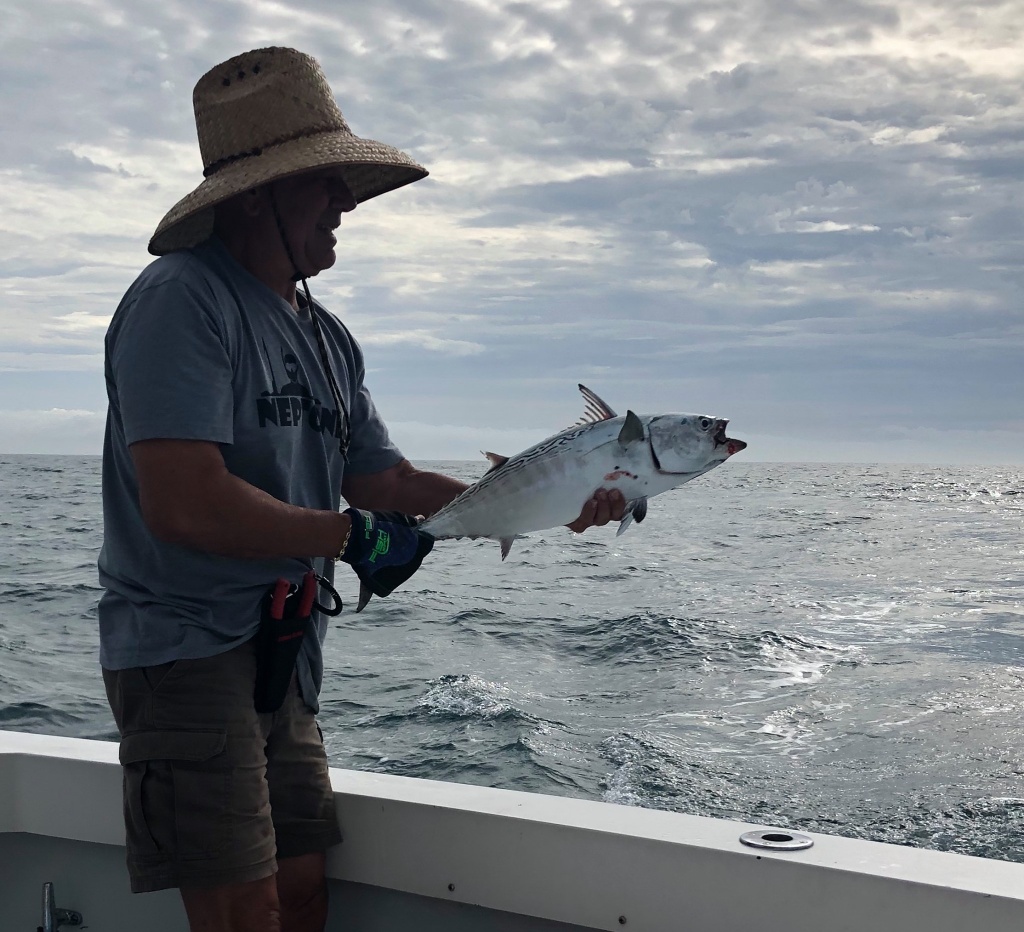 Photograph of a Little Tunny fish caught in Redington Shores