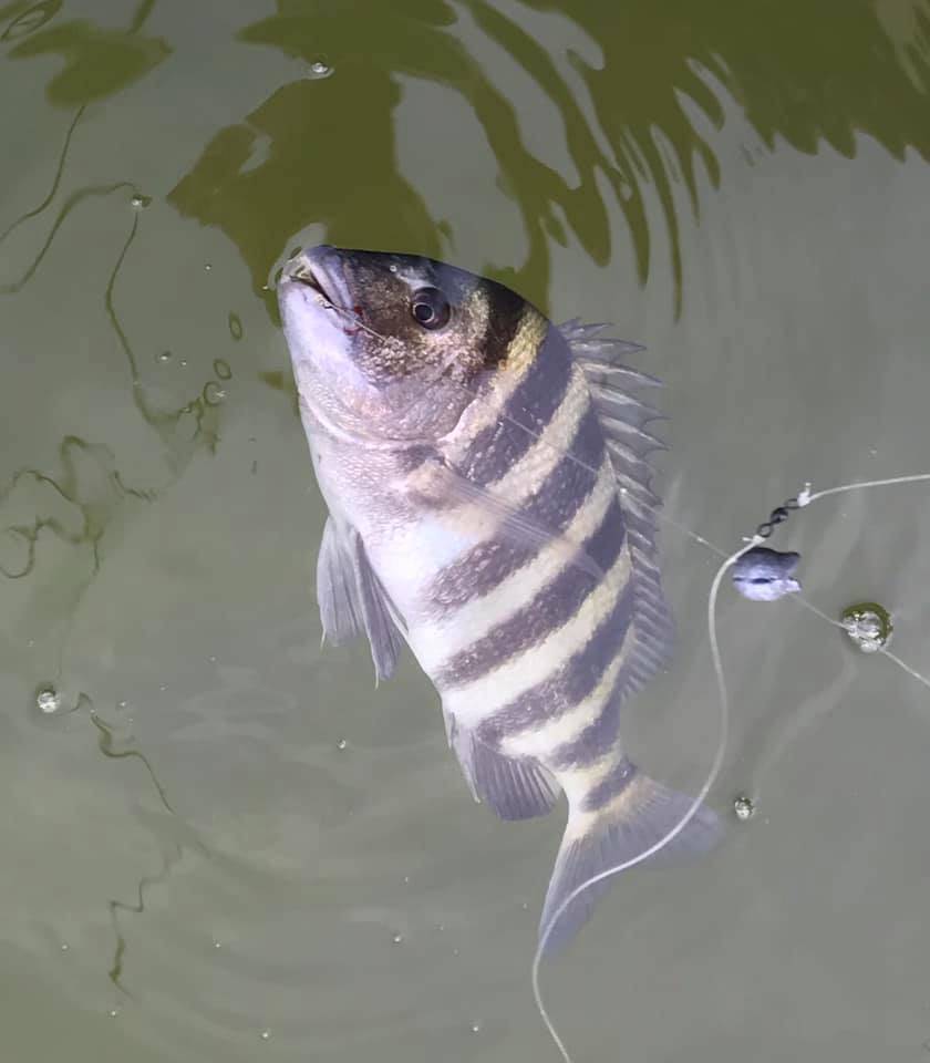 Sheepshead fish caught in FL
