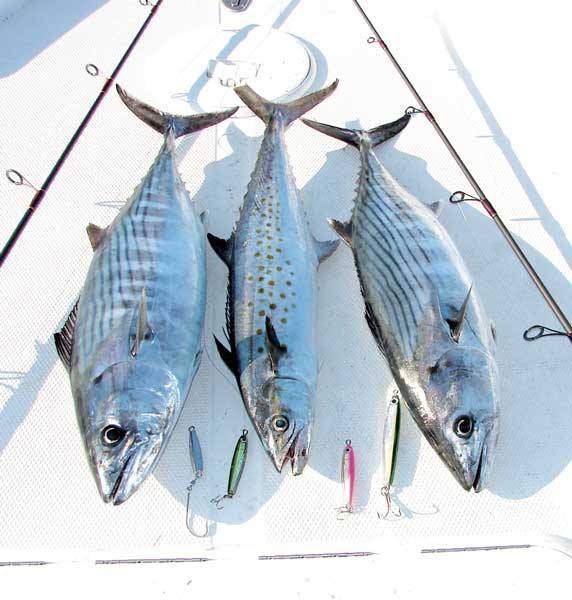 Three Atlantic Bonito fish in Redington Shores