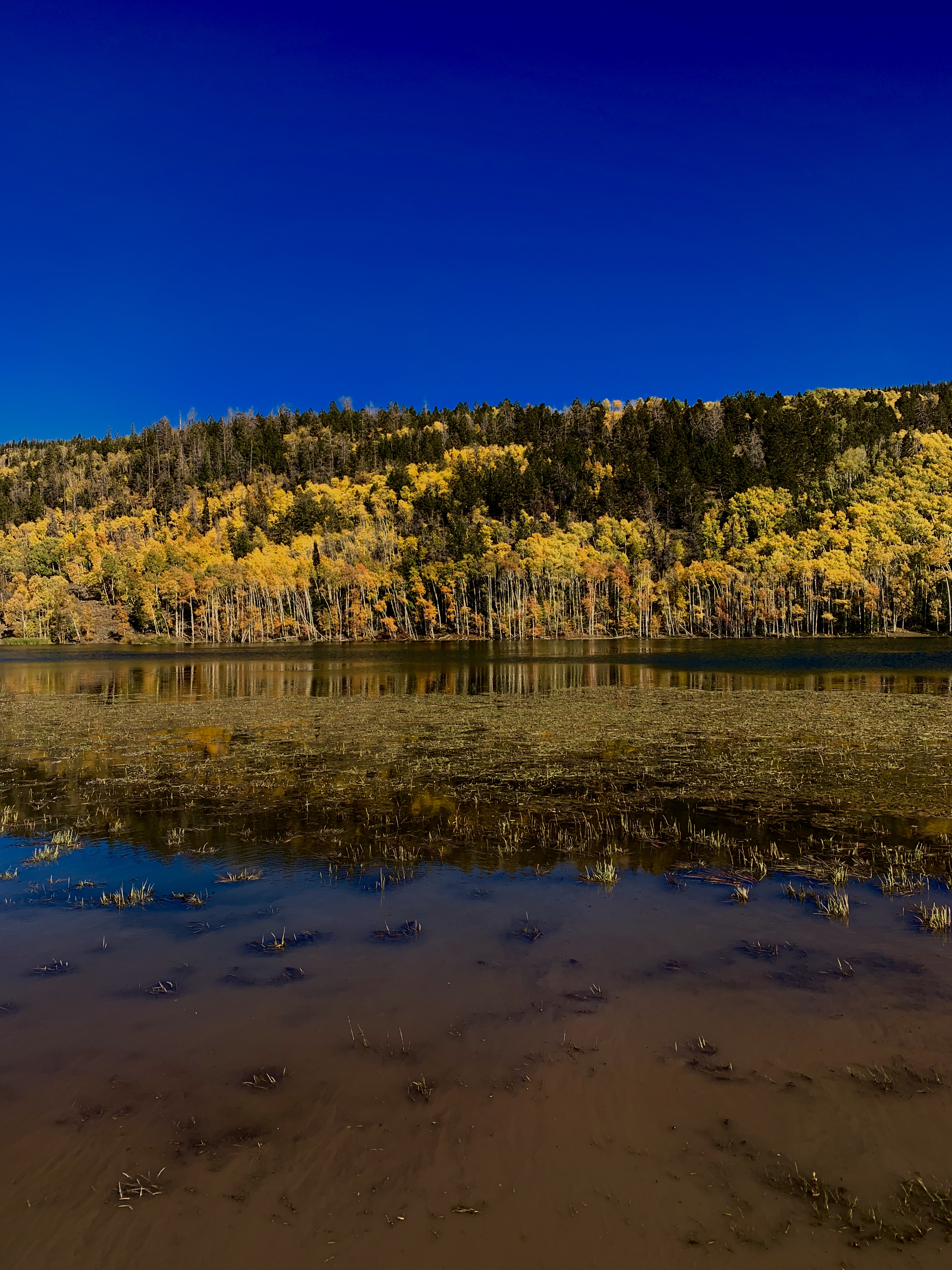 Autumn forest with golden aspen trees reflected in calm lake water under clear blue sky