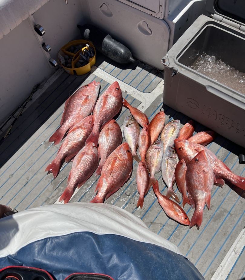 4 fish caught while fishing in FL