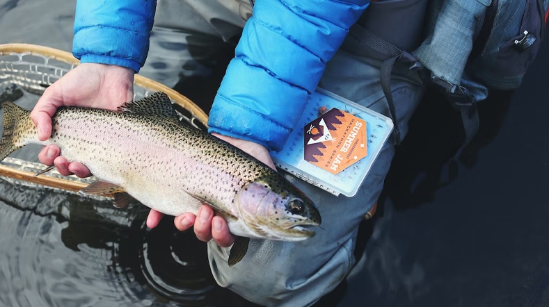 Rainbow trout caught fishing in FL