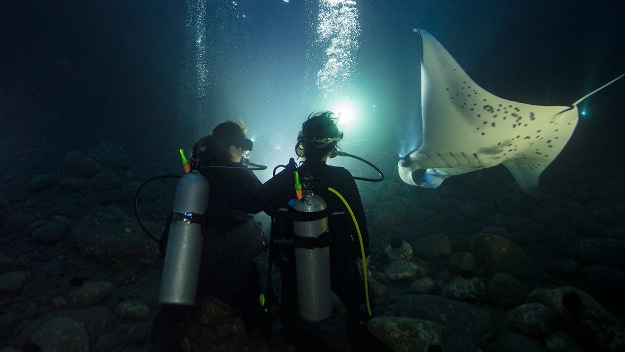 Night diving course with underwater dive light illuminating marine life in dark waters