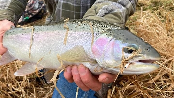Great Barracuda fish in WI