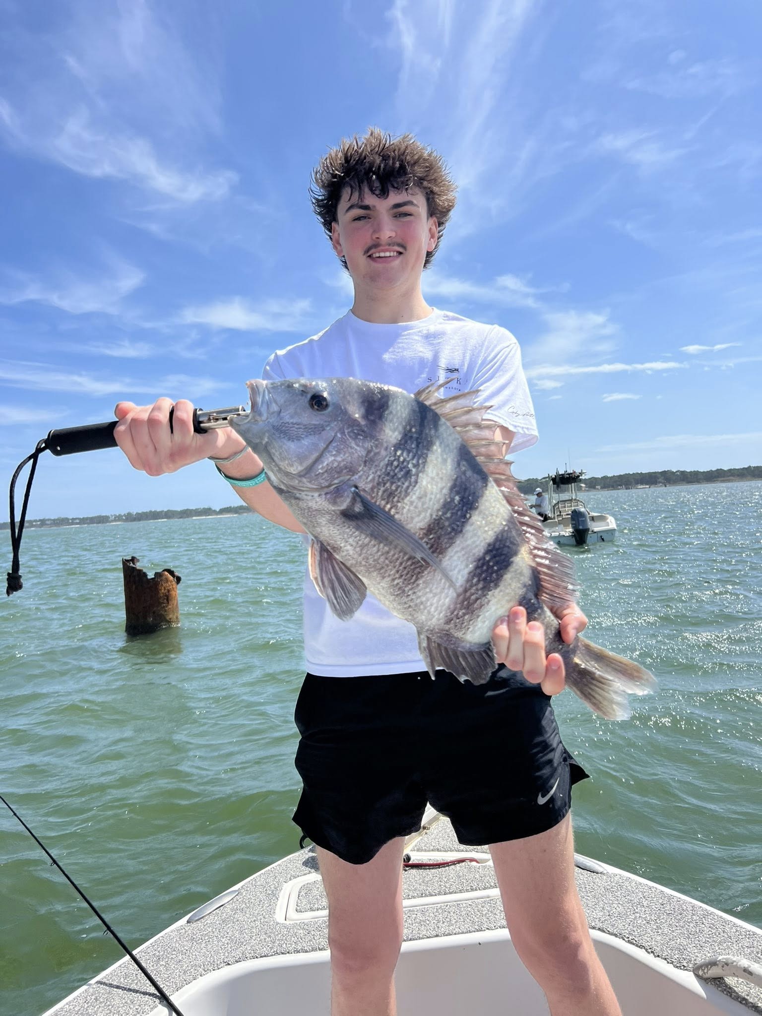 Freshly caught sheepshead fish being held on fishing boat in Gulf Shores AL waters