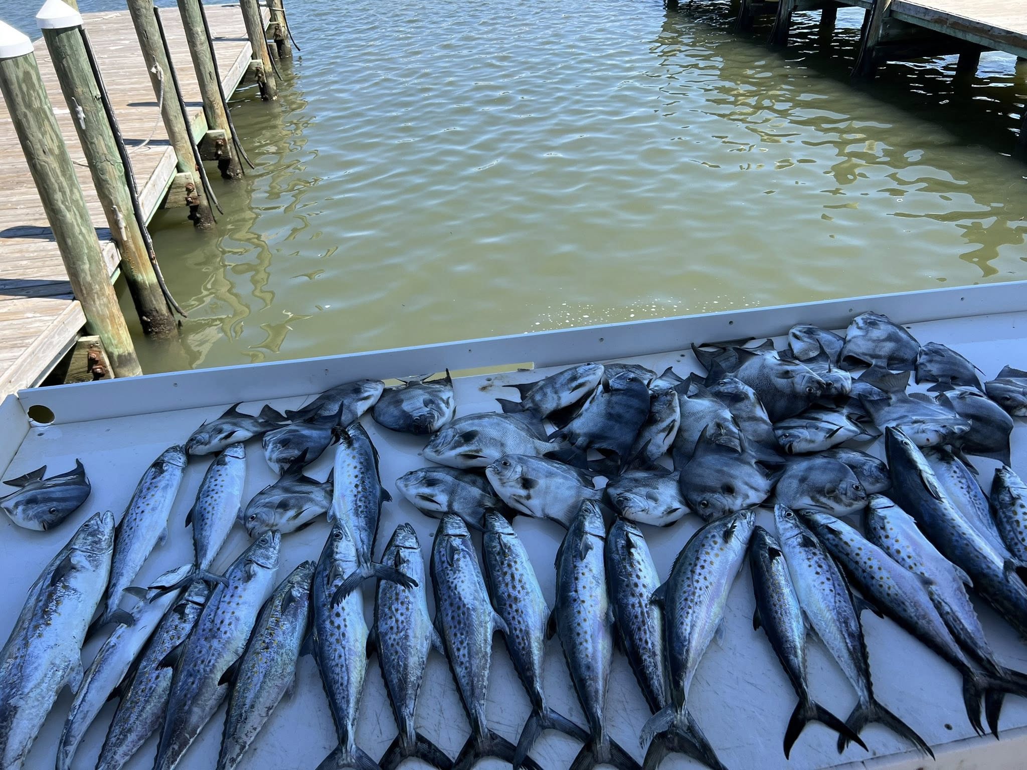 Fresh caught Spanish Mackerel displayed on boat deck at Gulf Shores AL fishing charter