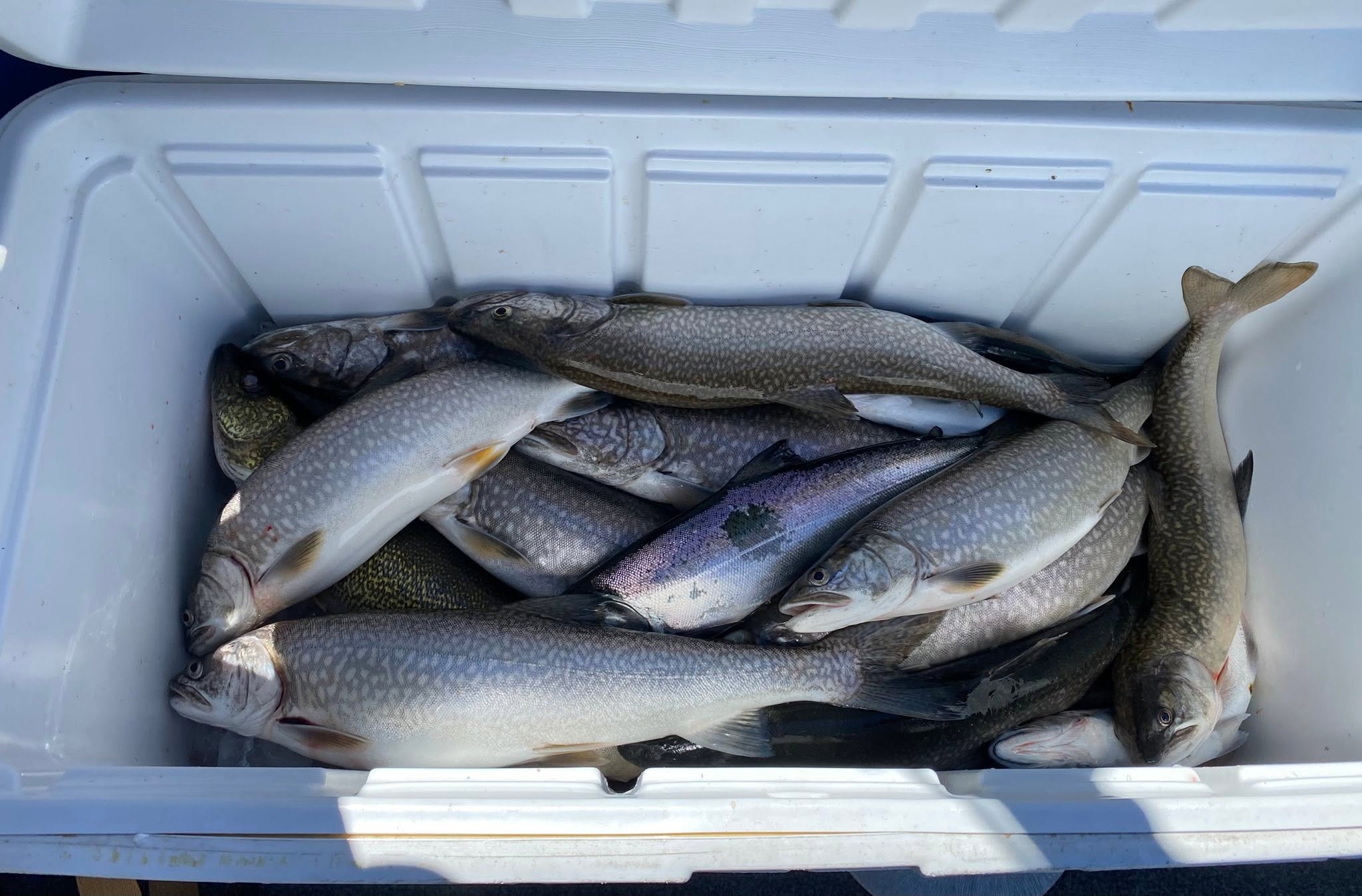 Fresh caught lake trout displayed in white cooler from Duluth Minnesota fishing trip