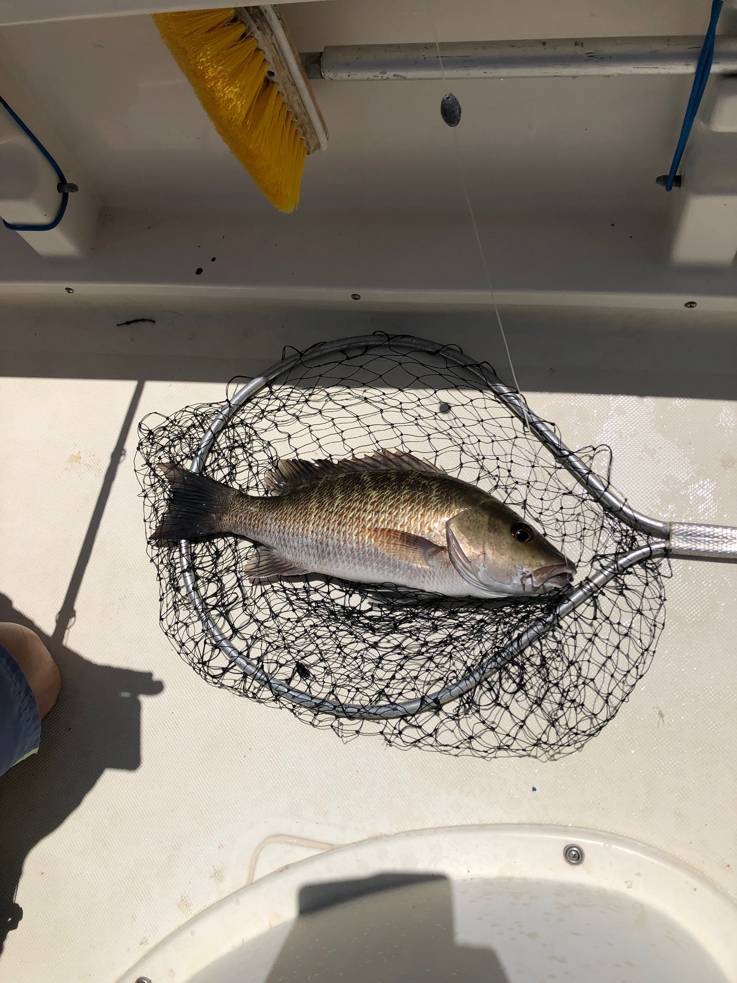 Grey snapper caught in fishing net on boat deck in Key Largo FL