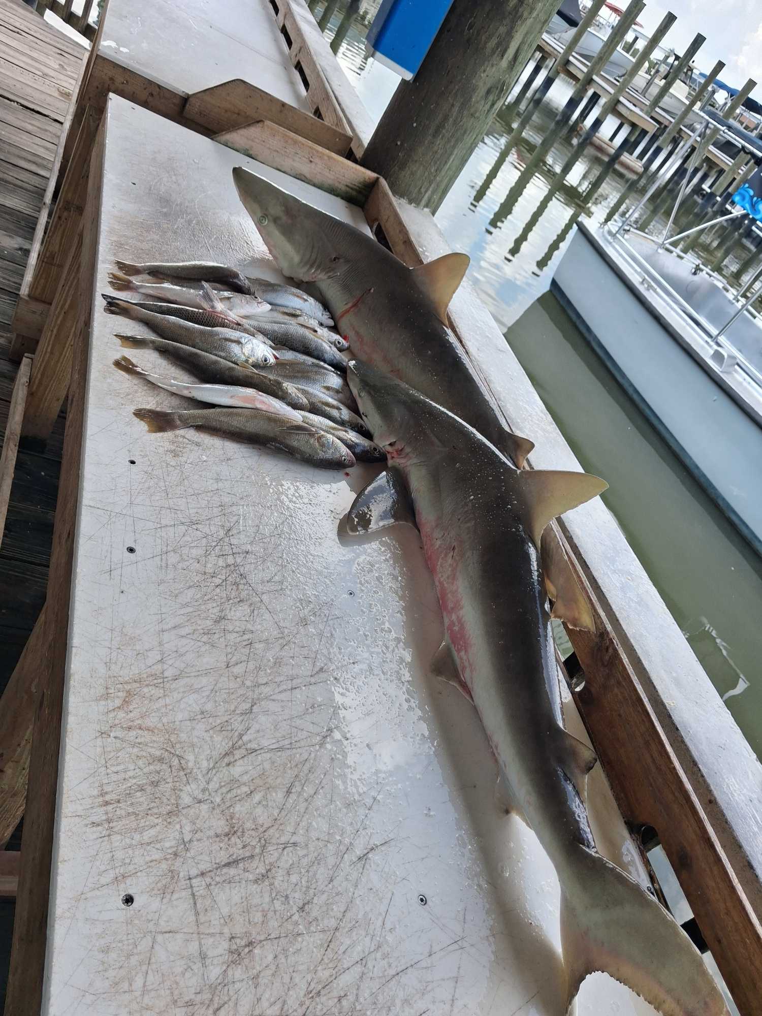 Atlantic Sharpnose Shark catch on cleaning station at Port Orange FL fishing dock with smaller fish