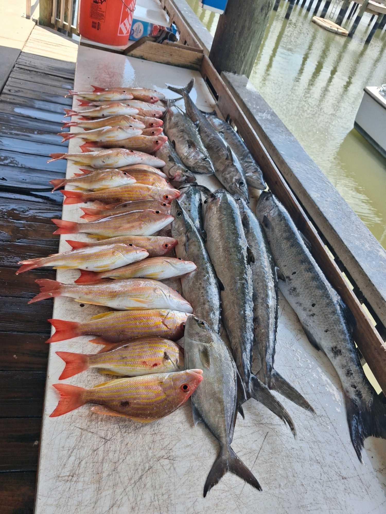 Fresh caught lane snapper and longfin yellowtail laid out on fishing dock in Port Orange FL