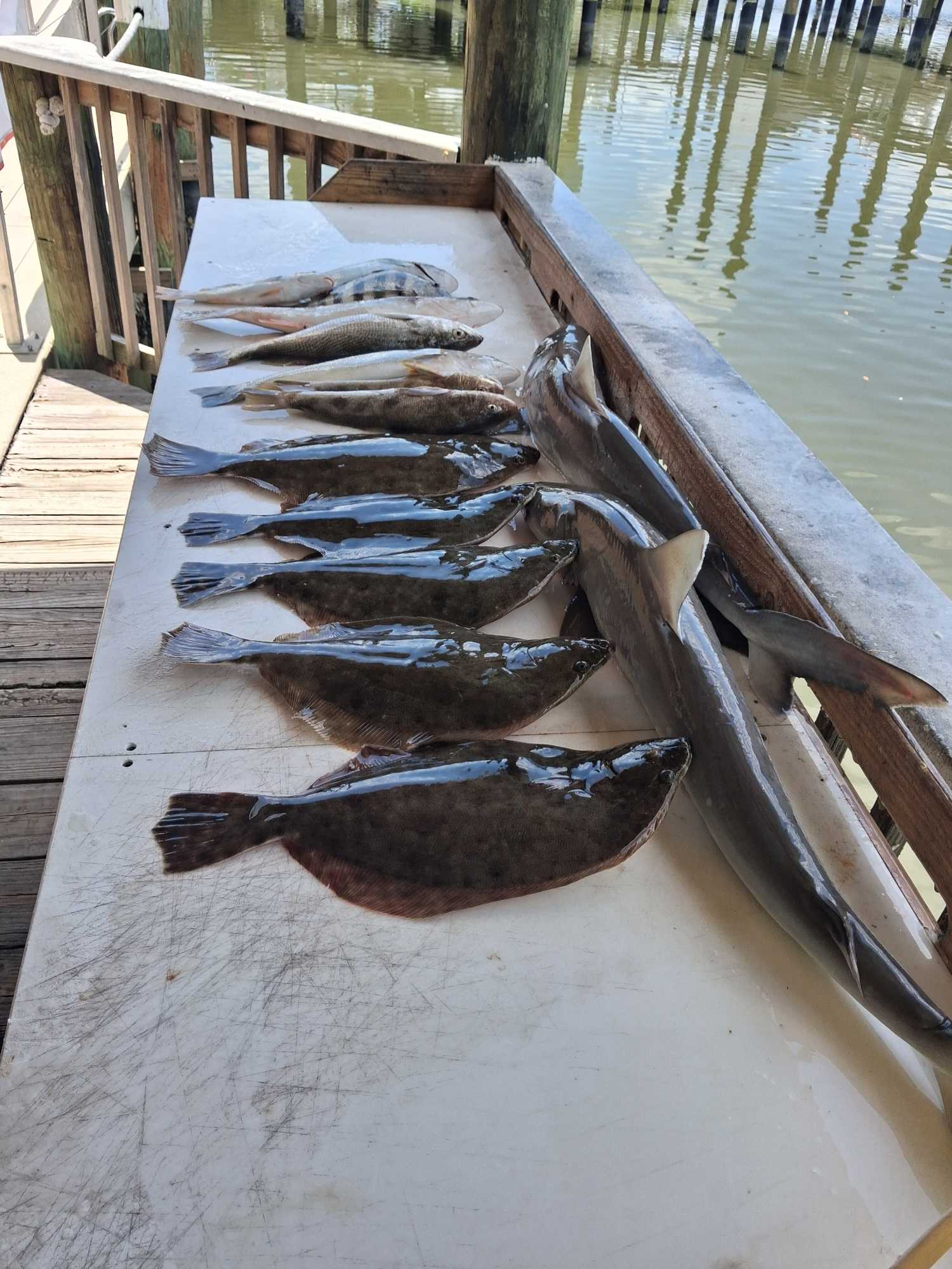 Fresh caught Southern Flounder and other fish species displayed on fishing cleaning table at Port Orange FL dock