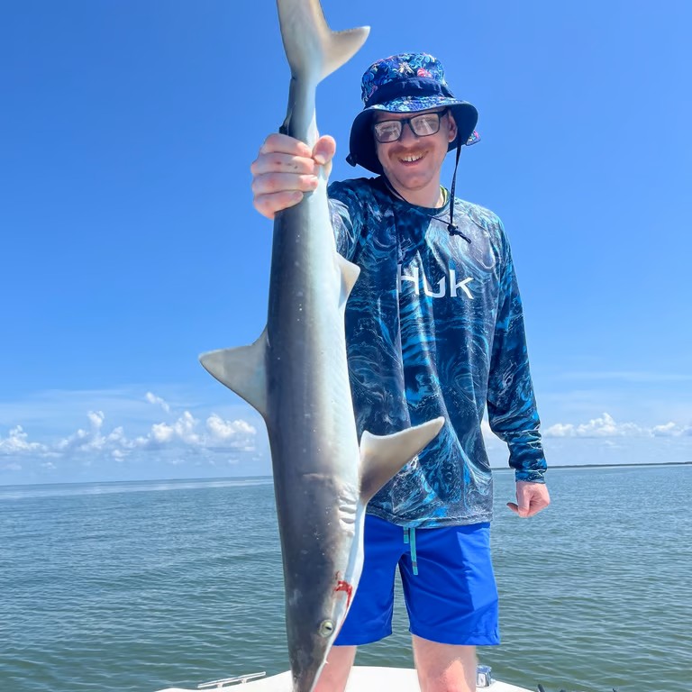 A lone Atlantic Sharpnose Shark swimming in the waters near Yankeetown