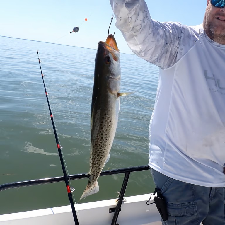 Spotted weakfish caught while fishing in Yankeetown