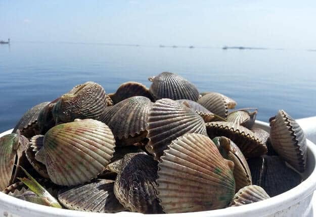 Fresh scallops in white bucket on boat in Crystal River FL waters