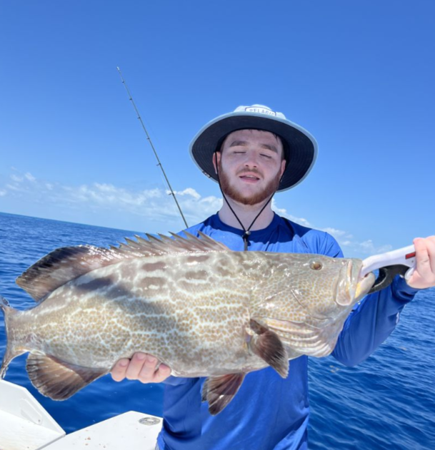 Fisherman catches a large black grouper in Marathon, Florida.