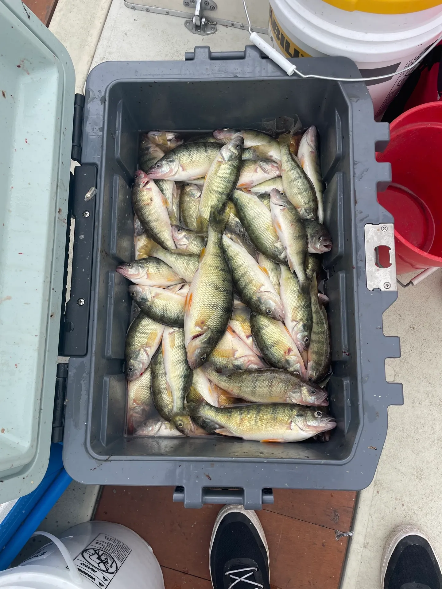 Cooler full of freshly caught American Yellow Perch from Oak Harbor OH fishing trip