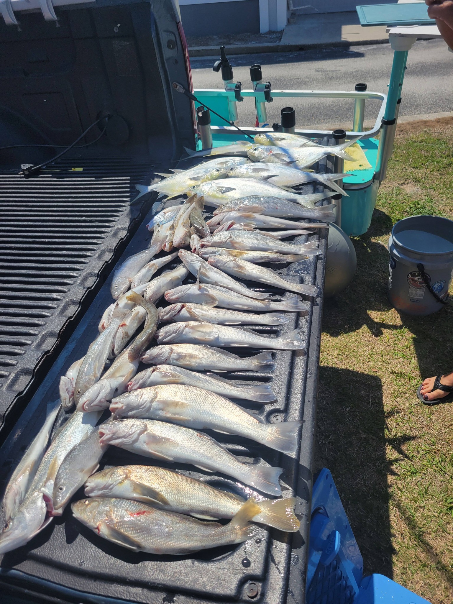 Large catch of Southern Kingcroaker and Kingcroaker fish displayed in truck bed after successful fishing trip in Melbourne FL