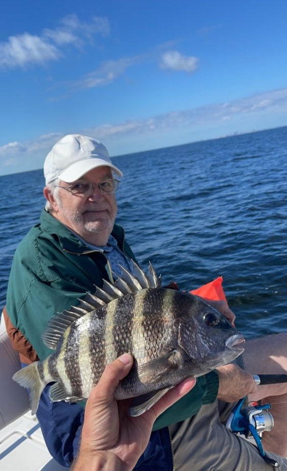 Sheepshead fish caught in Holmes Beach