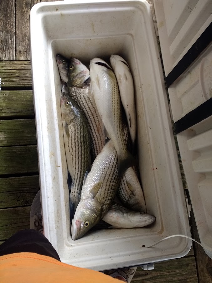 3 Flathead Grey Mullet and Striped Bass in Pottsboro