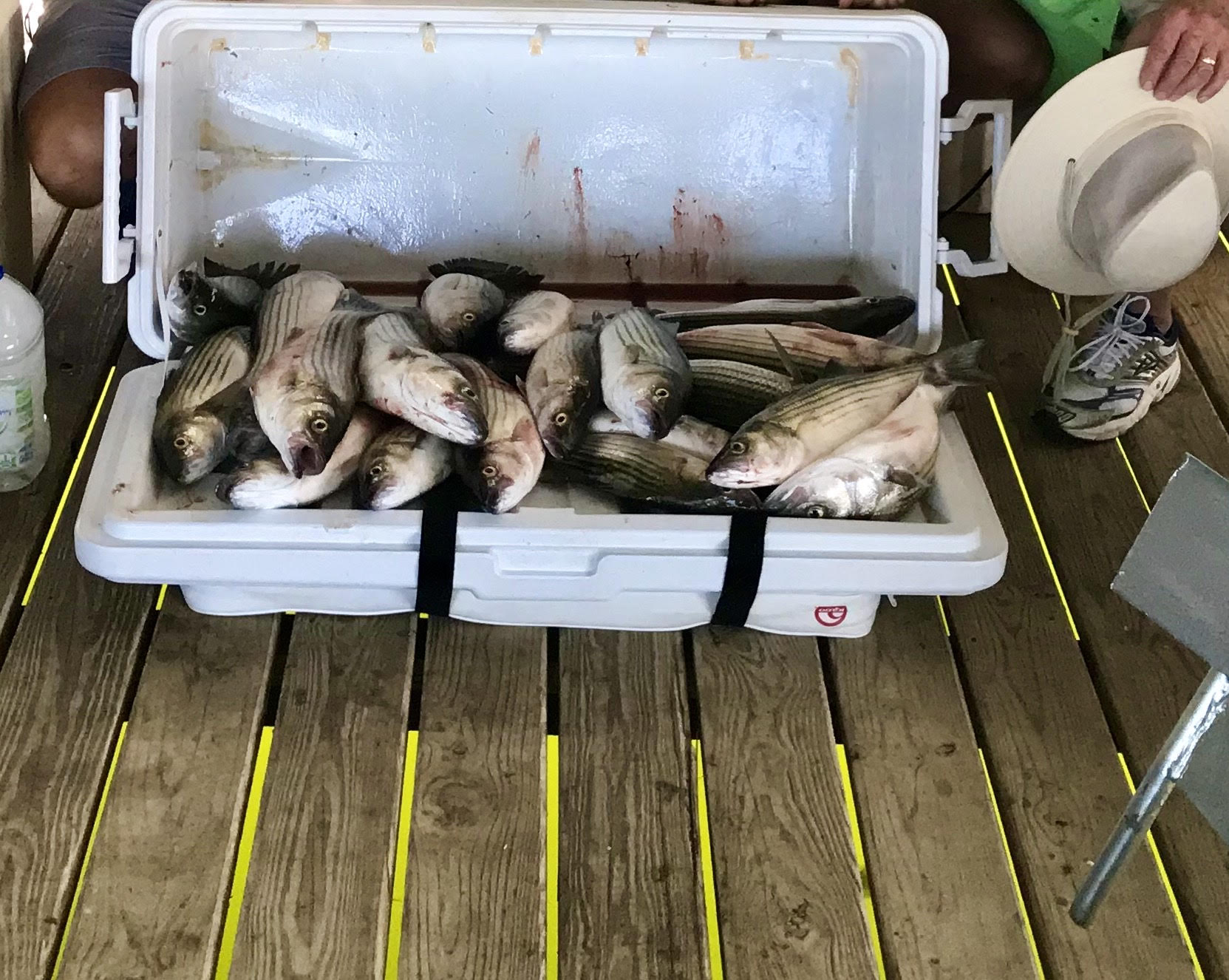 4 big fish caught in Pottsboro