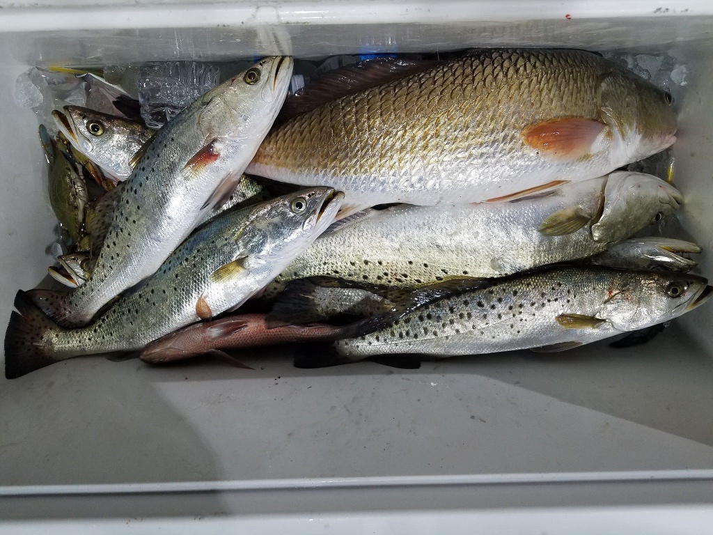 Four spotted weakfish caught in FL