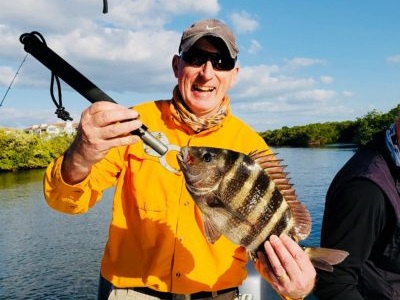 Sheepshead fish caught in Sarasota