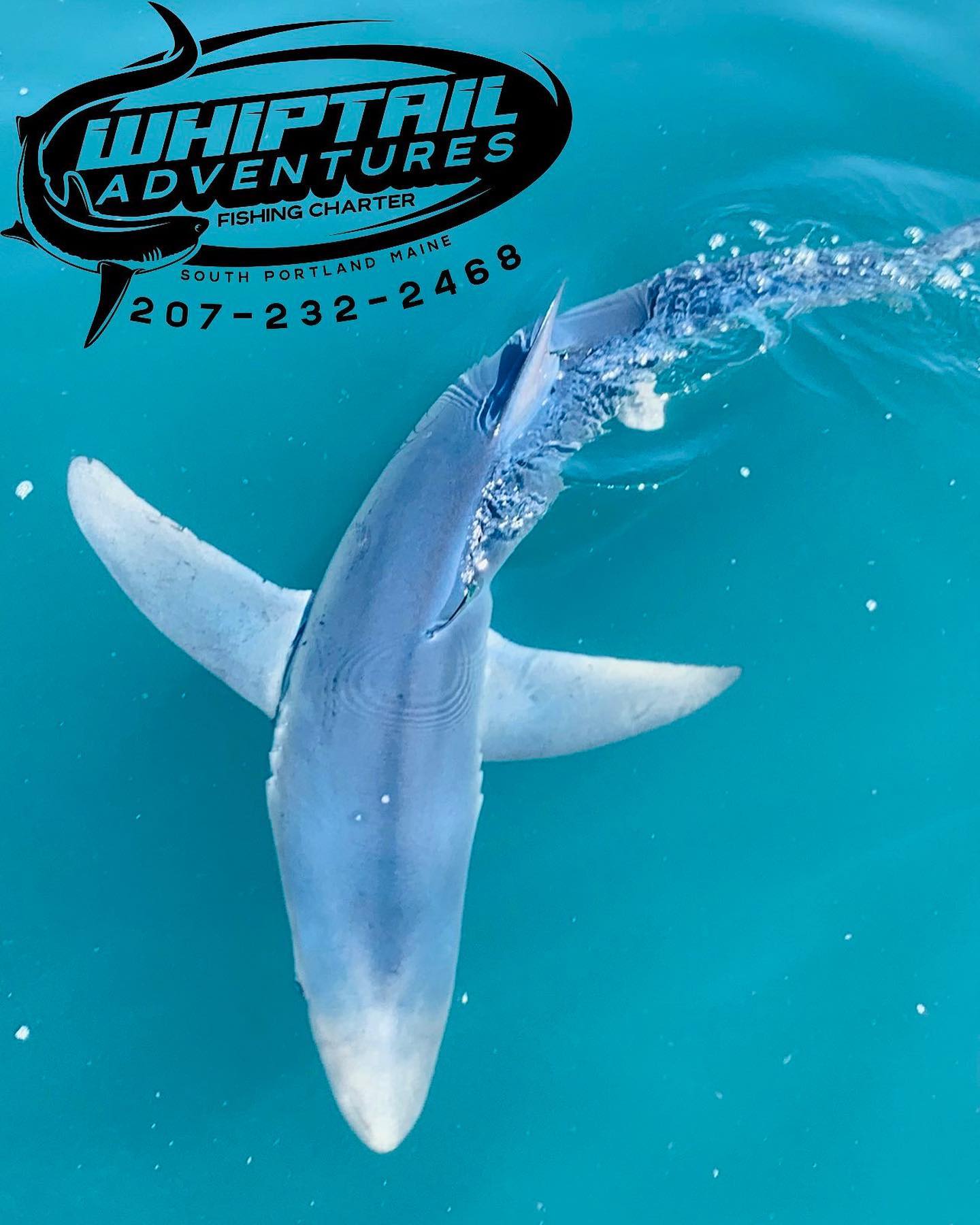 Photograph of an Atlantic Sharpnose Shark caught while fishing in South Portland
