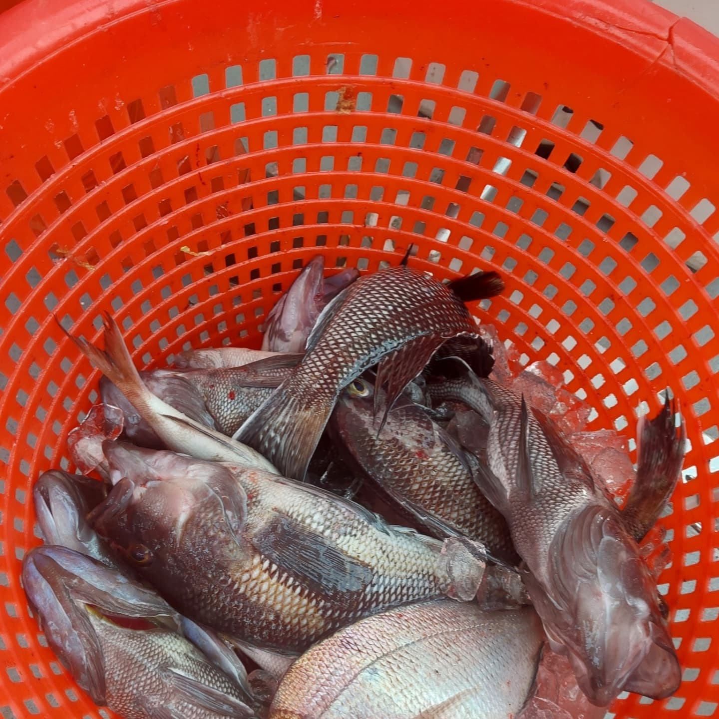 Two anglers fishing in Newport, with the best catch of the day.