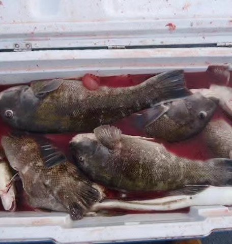 Two fish caught fishing in RI