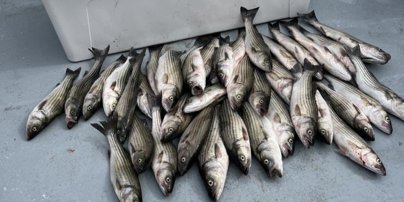 3 bluefish caught fishing in Deale