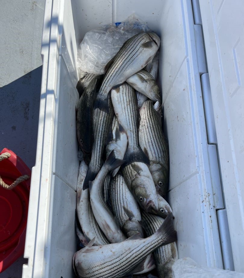 Three striped bass caught while fishing in MD
