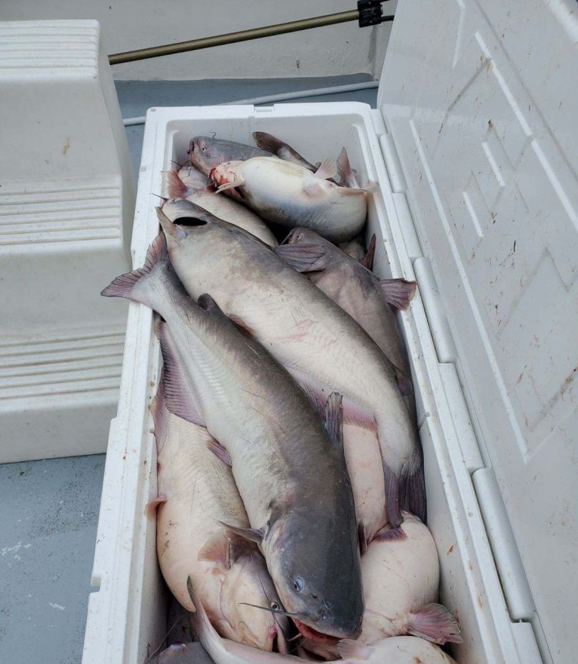 Two blue catfish caught fishing in Deale