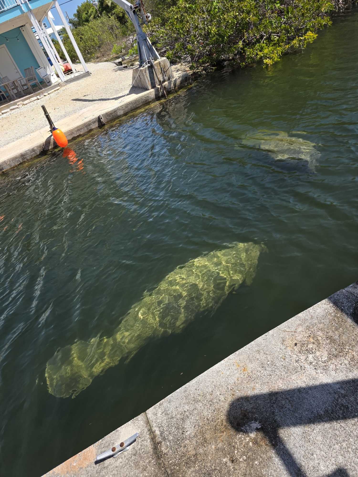 Large fish visible underwater near fishing dock in Big Pine Key FL