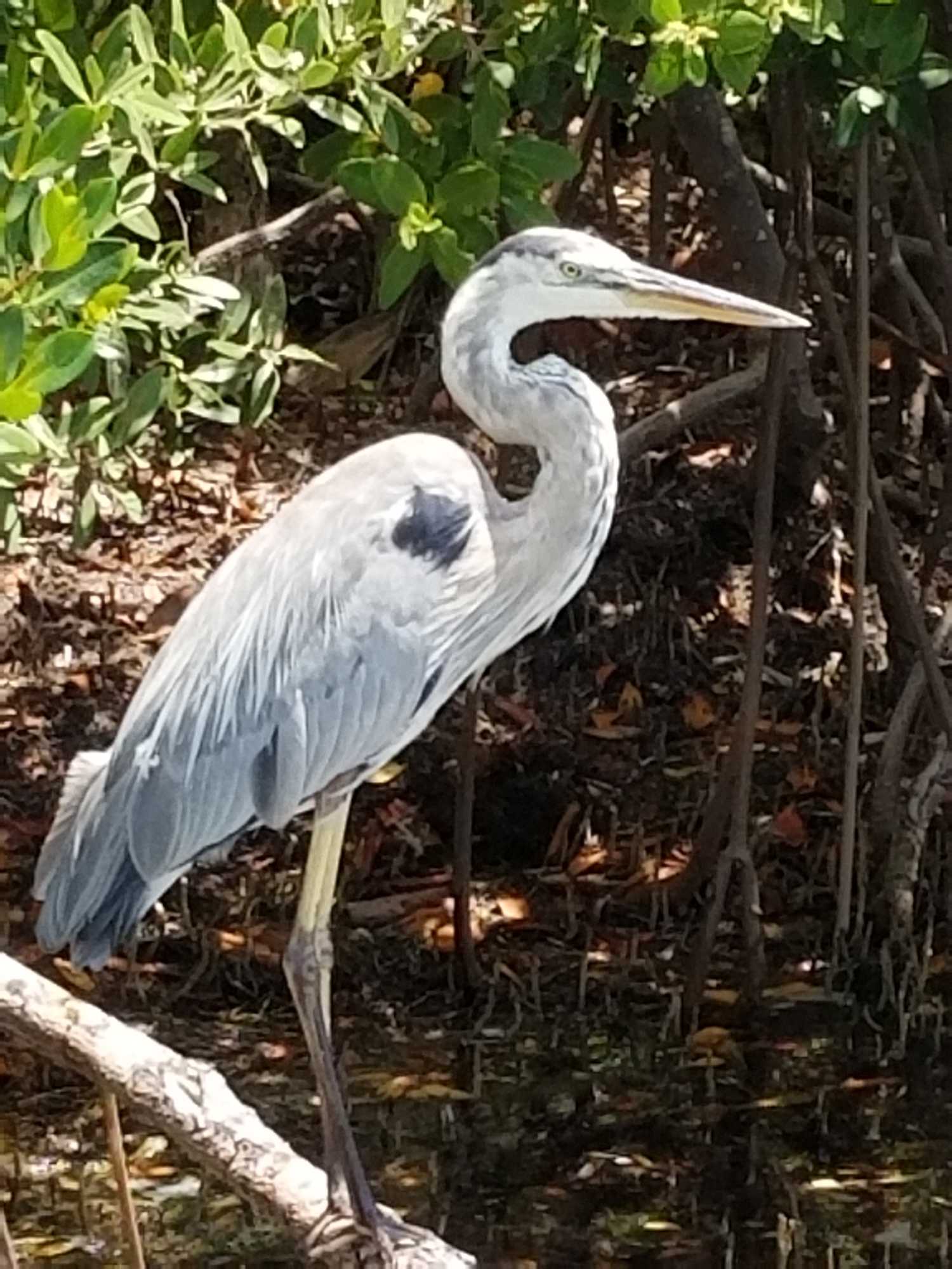 Great blue heron standing in shallow water among mangrove roots in Big Pine Key Florida