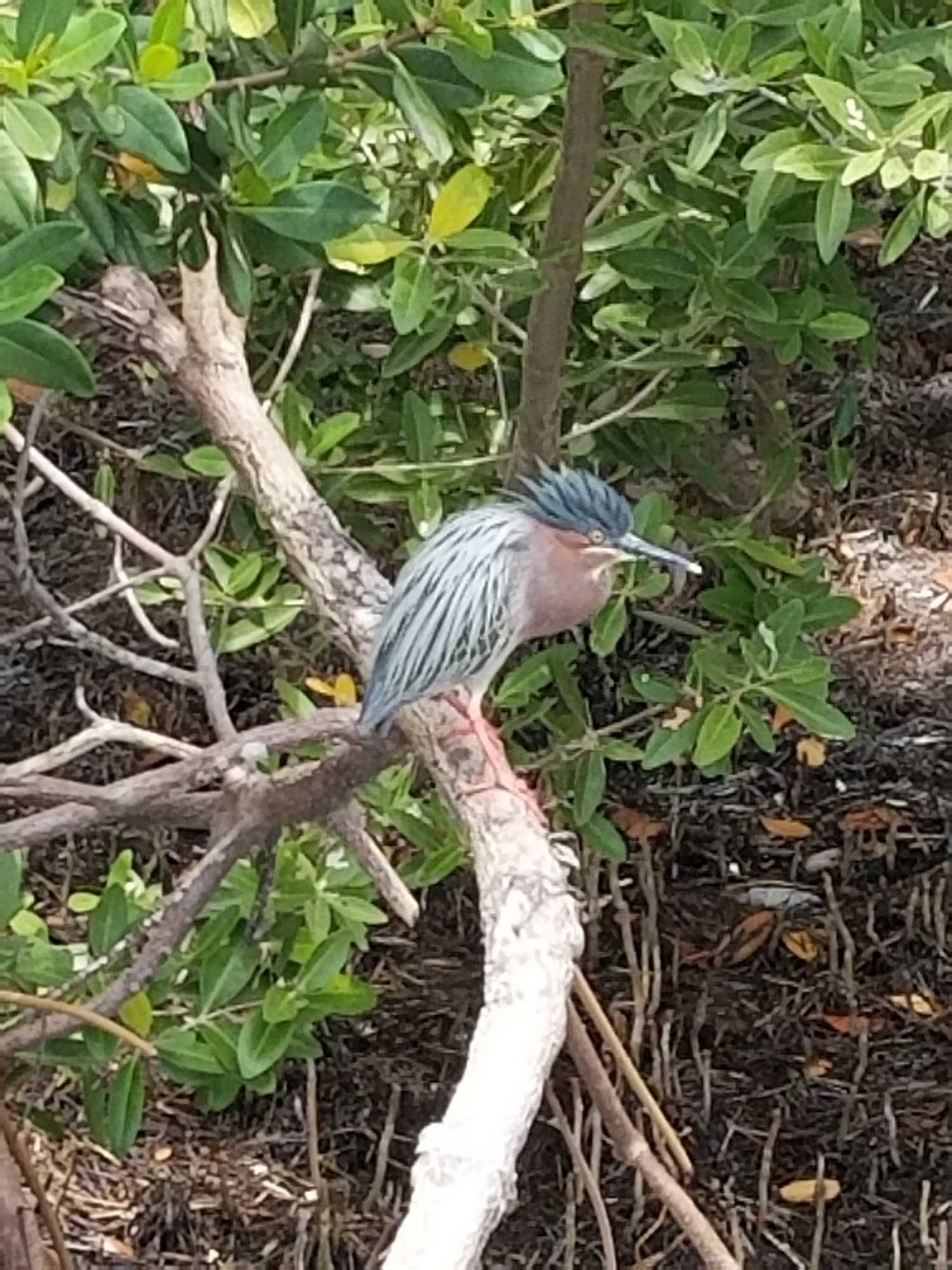 Green heron perched on mangrove branch in Big Pine Key FL fishing area