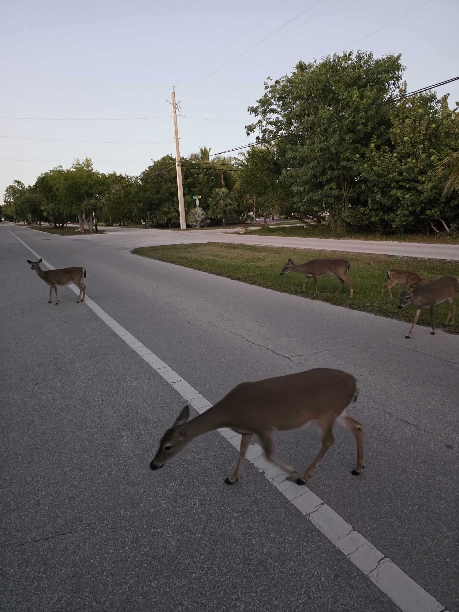 Key deer crossing road in Big Pine Key Florida