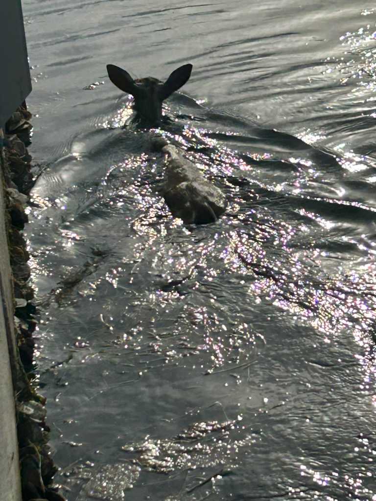 Manatee swimming near fishing boat in Big Pine Key FL waters