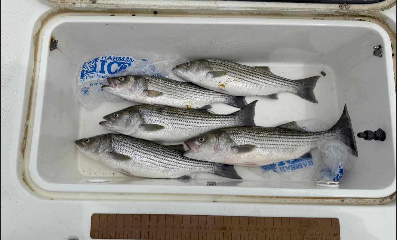 4 striped bass caught while fishing in Sevierville